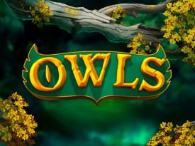 Owls