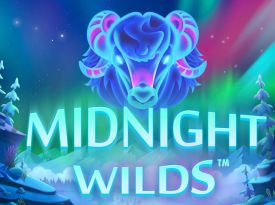 Midnight Wild