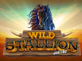 Wild Stallion